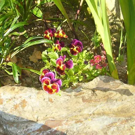 Affittacamere Casa Palmeira