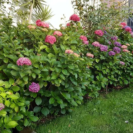 Affittacamere Casa Palmeira Fermela